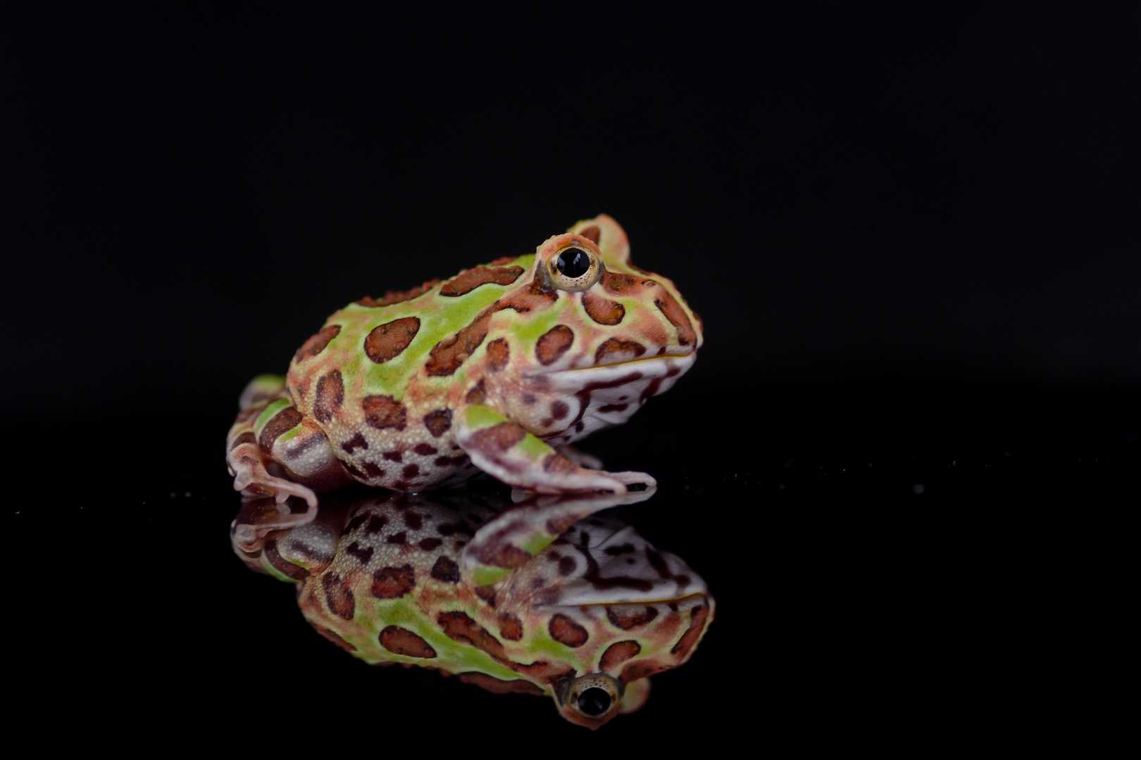 The Argentine horned frog