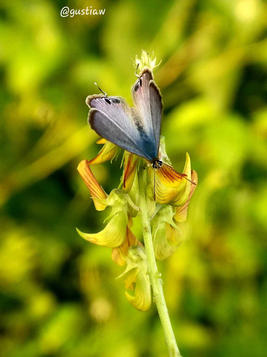 Lampides Boeticus