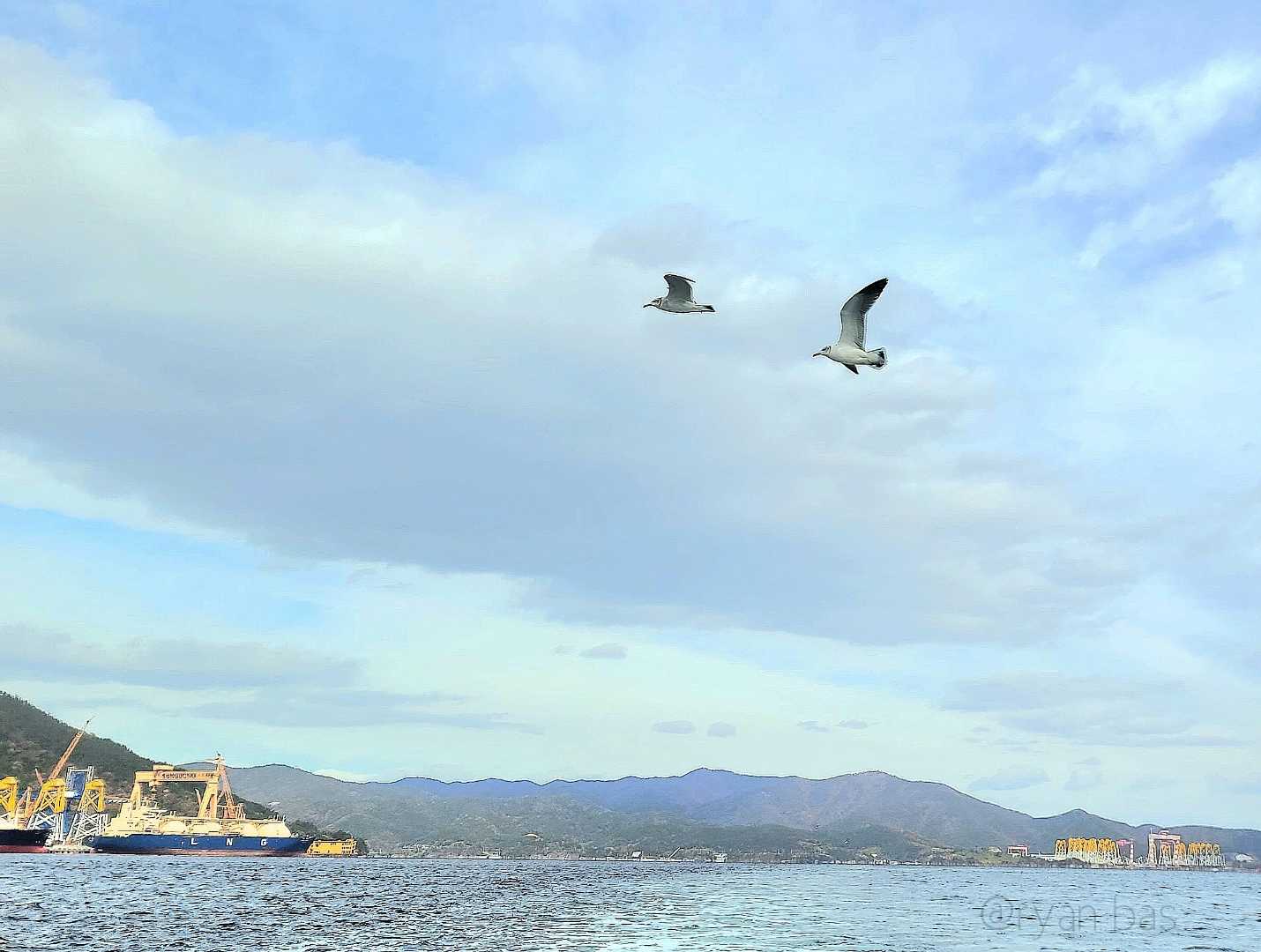 burung camar