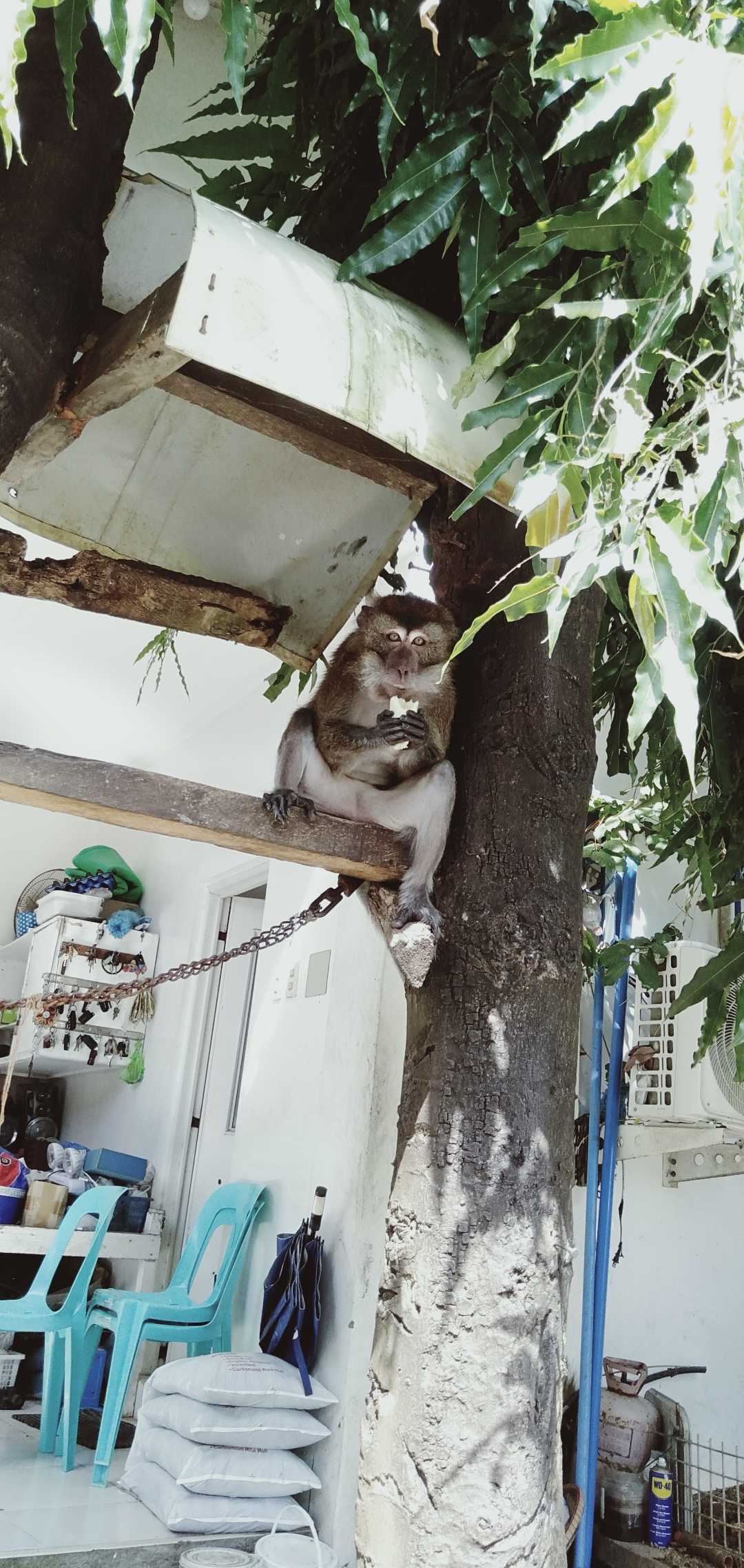 MONKEY EATING BANANA 🙉🙉🍌🍌