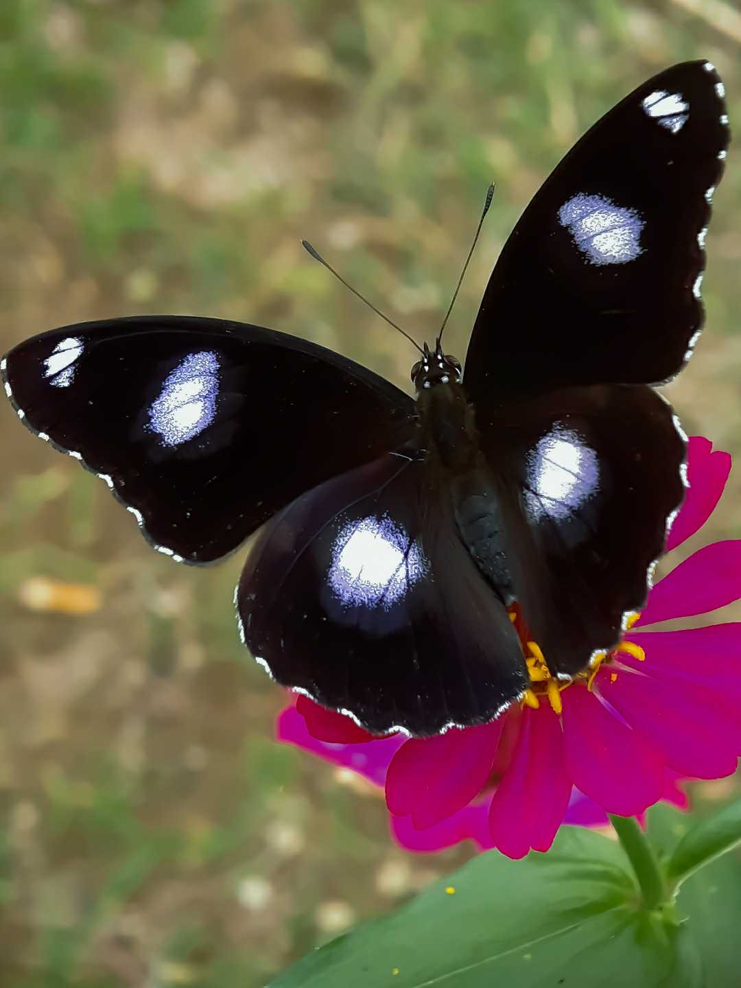 HYPOLIMNAS MISIPPUS