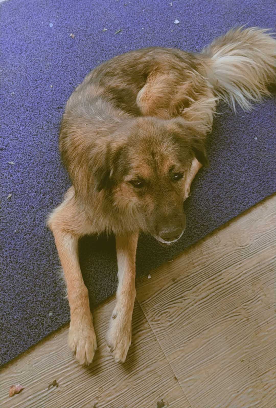 Brownie