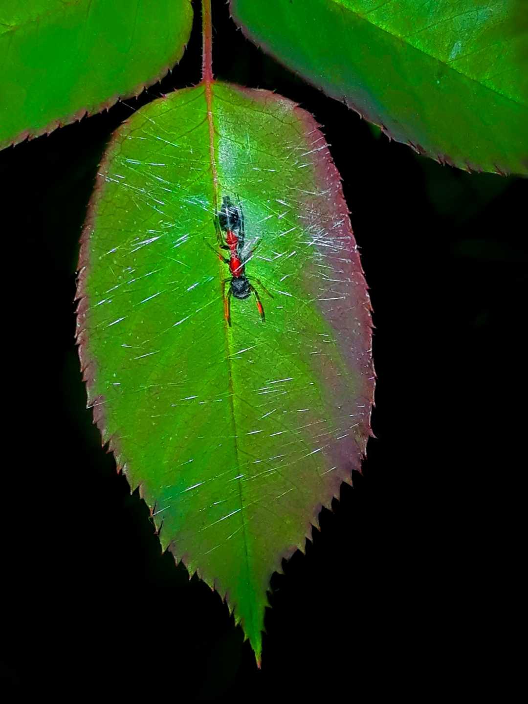 macro❣