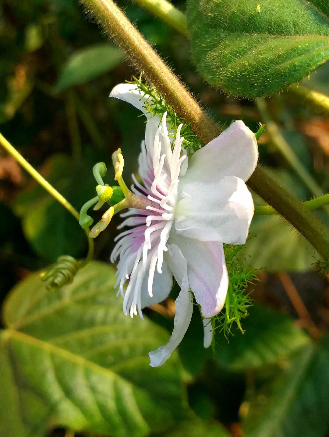 Rambusa Flower