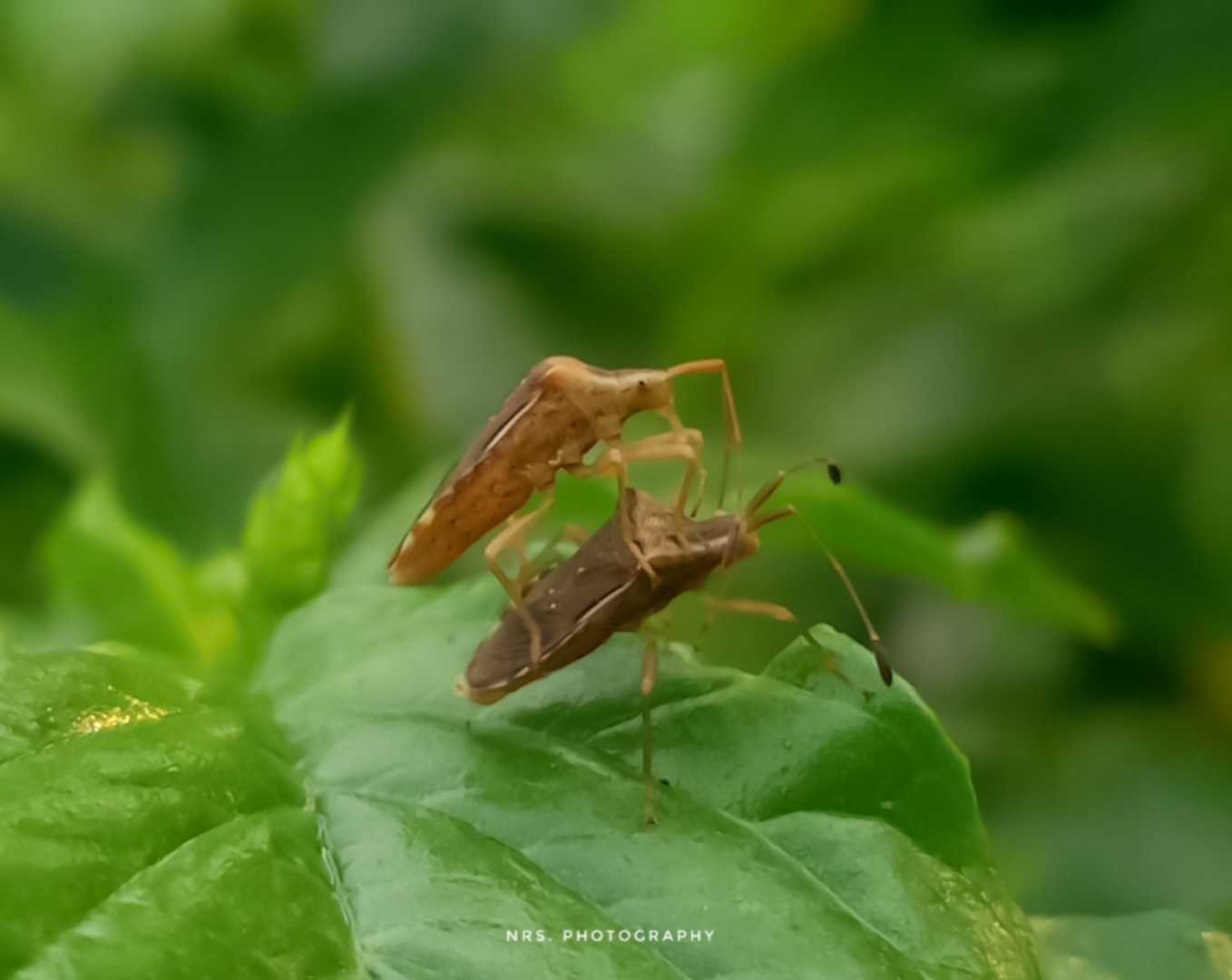 Kepik Oebalus