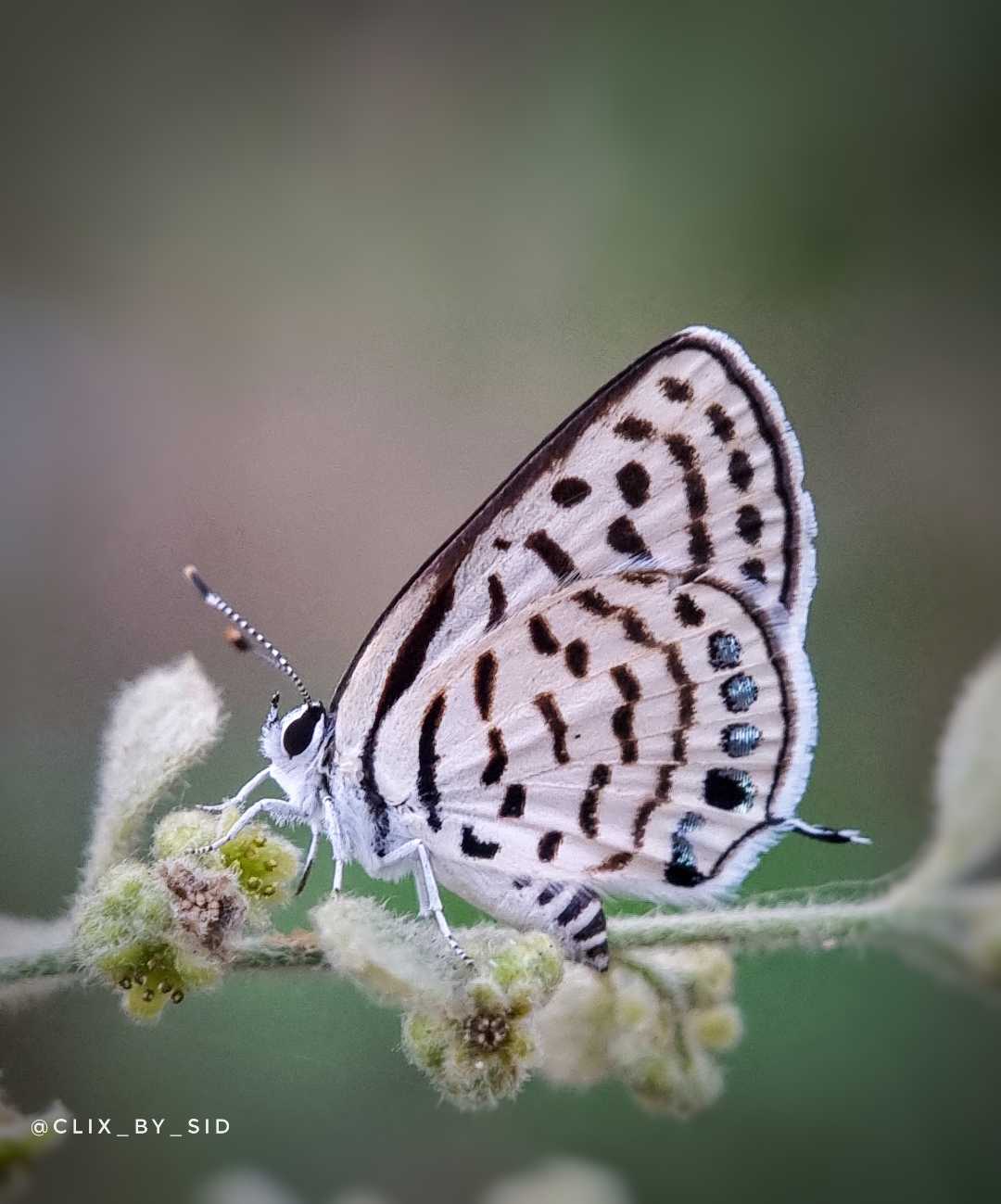 Butterfly #ColourfulWorld