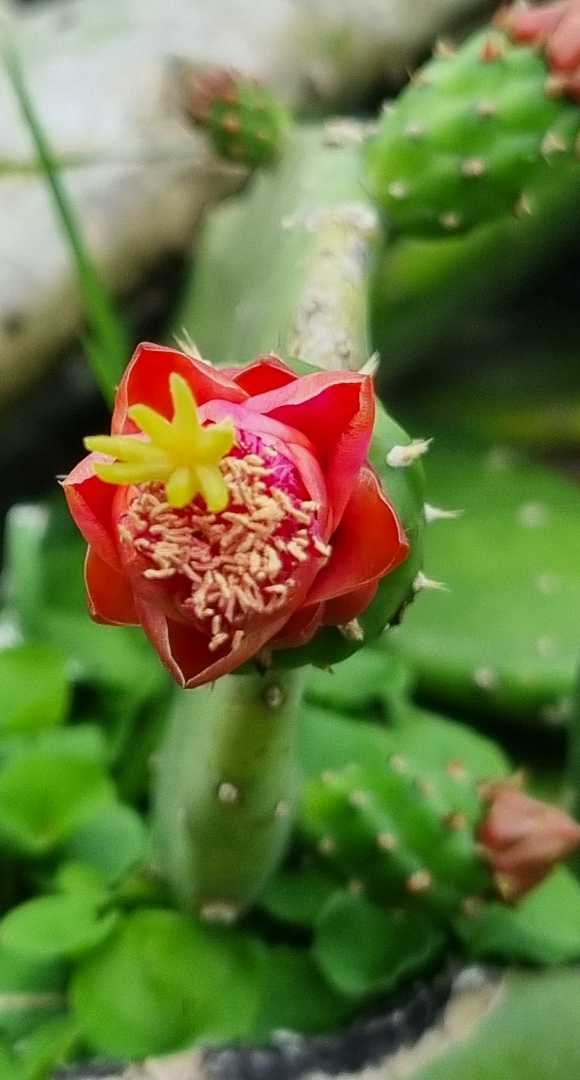 Flor de cactus