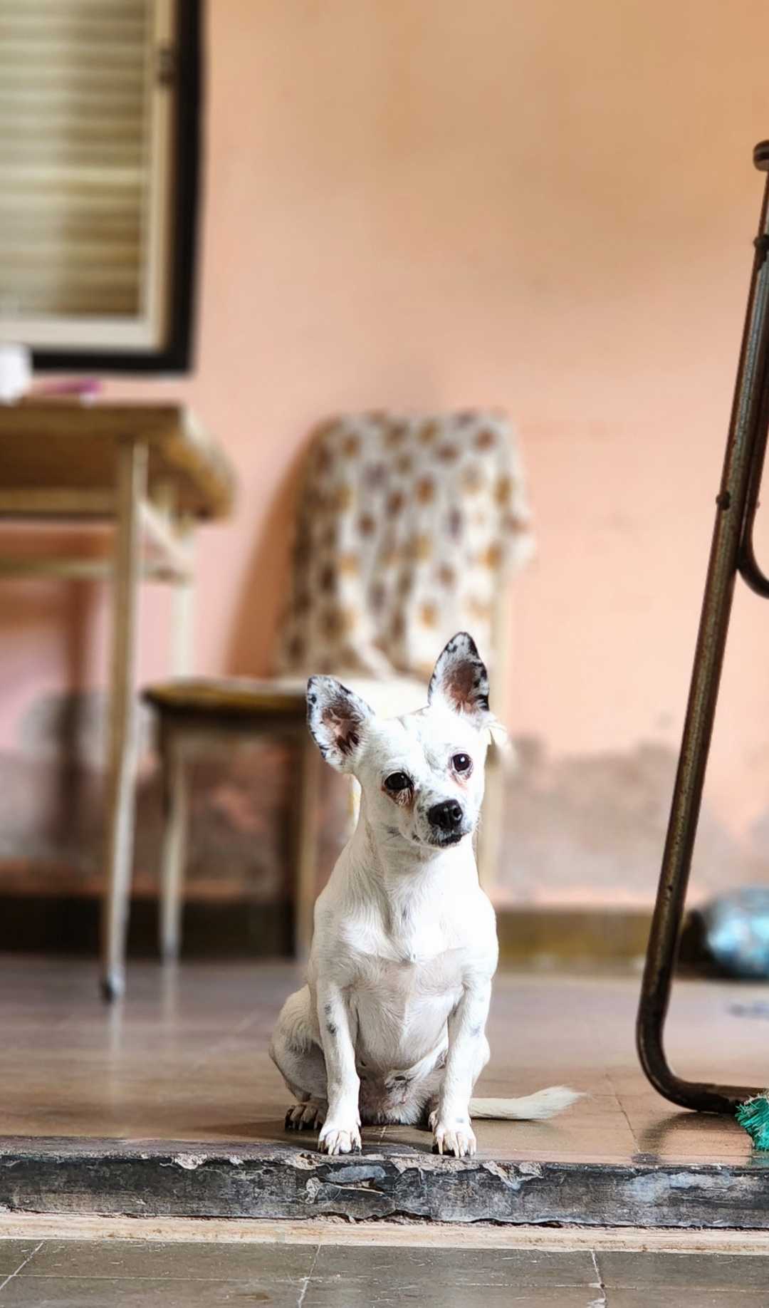 La mejor amiga del hombre