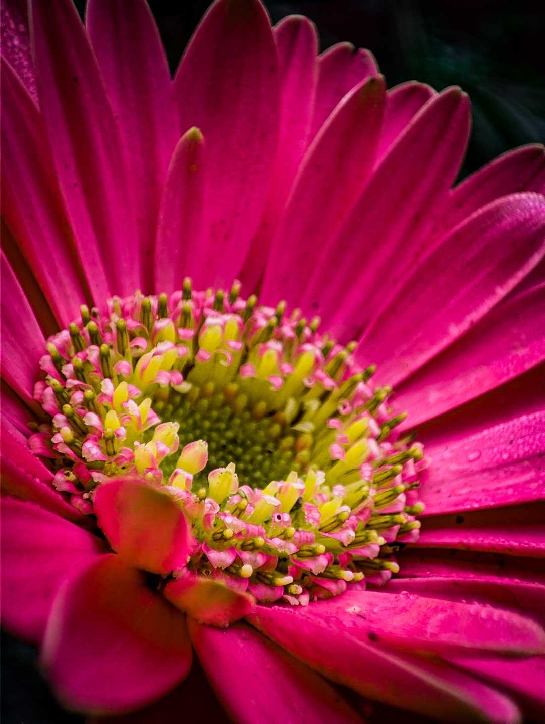 Gerbera Jamesonii 🌸✨❣️ So beautiful flower 