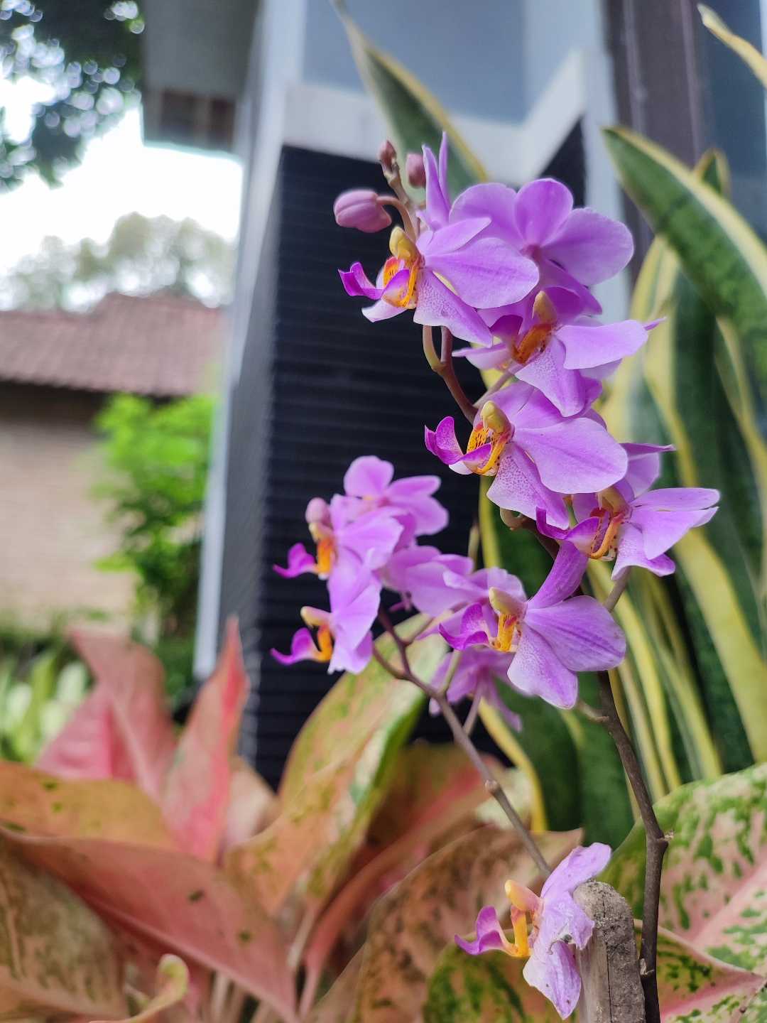 bunga anggrek 