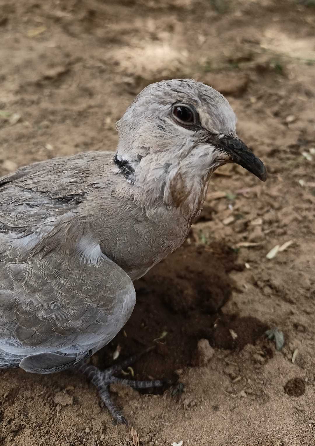 Dove 🕊️