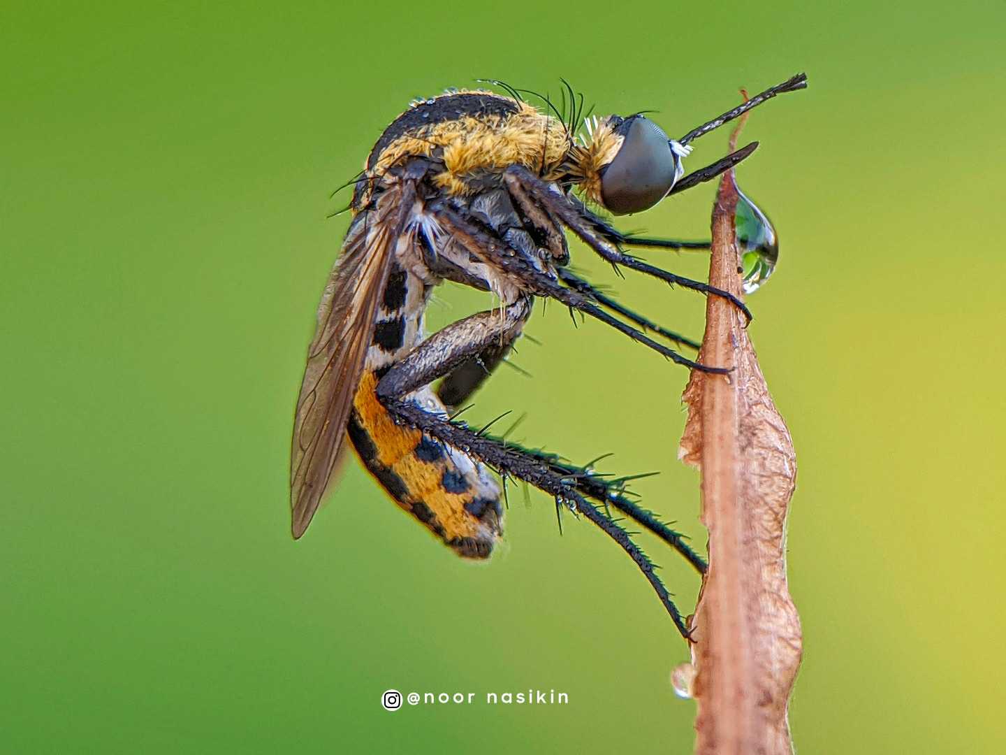 Toxophora ( Bongkok )