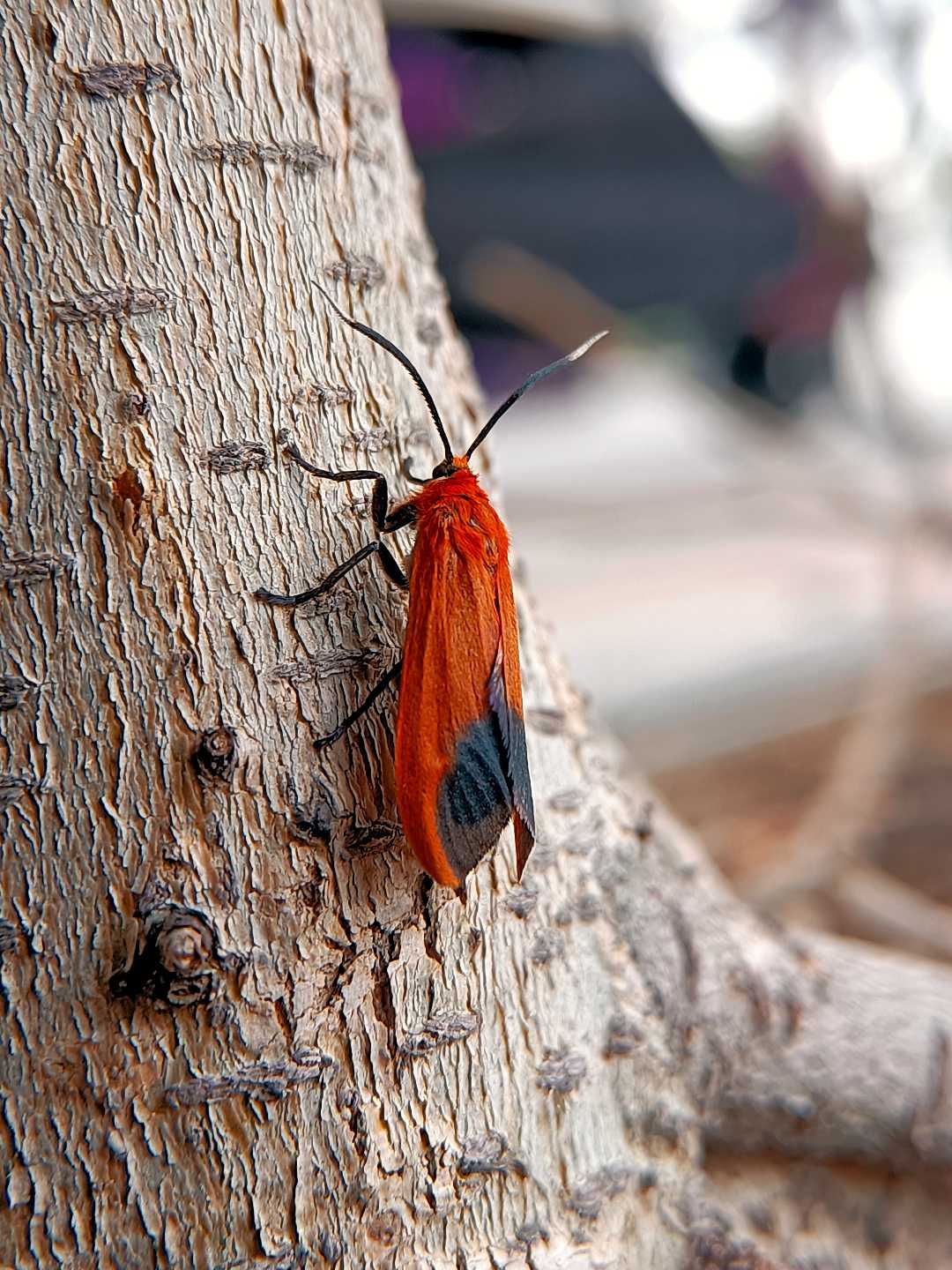 Tiger moths / red moths