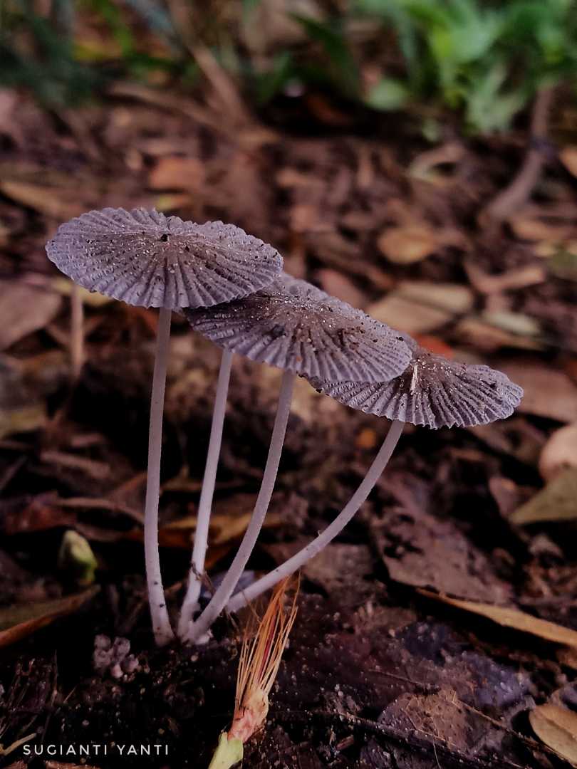 Jamur Pleated Inkcap