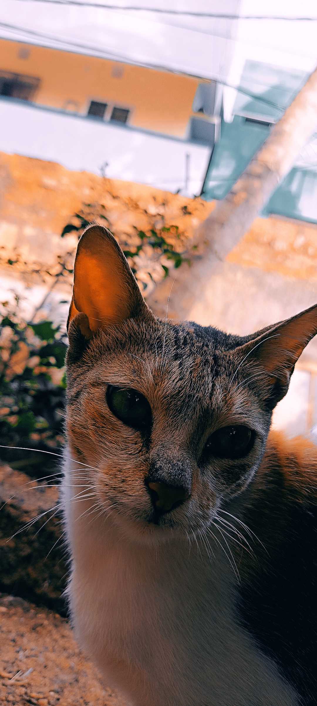 pet