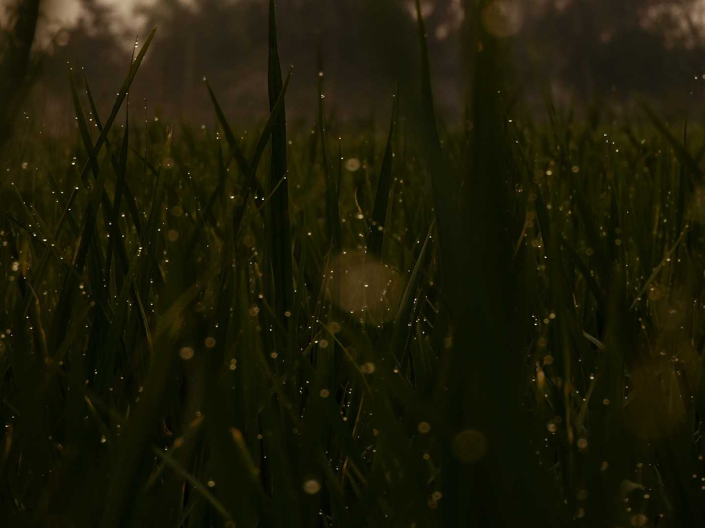 EVENING DEW💦💦