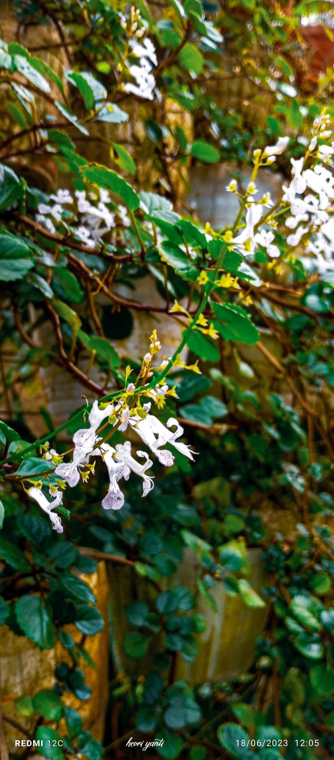 Just a flower by the river