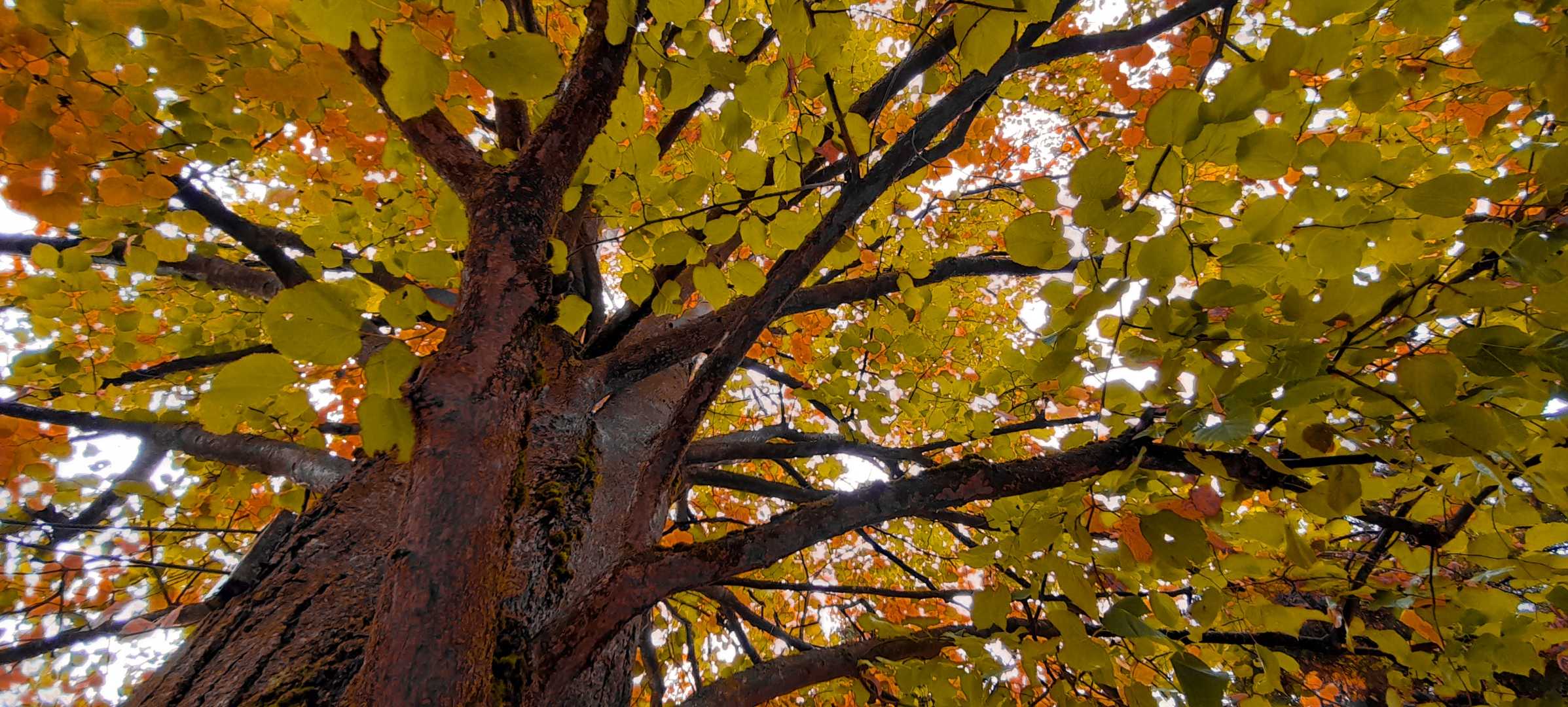 fall colors