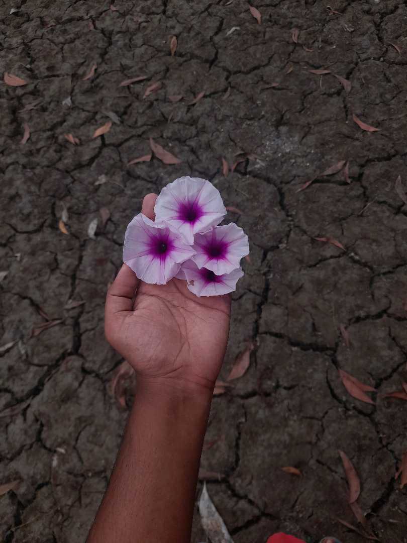 🌸