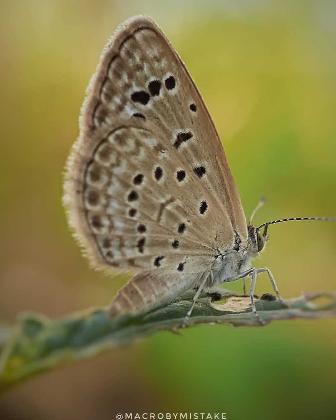 butterfly 🦋