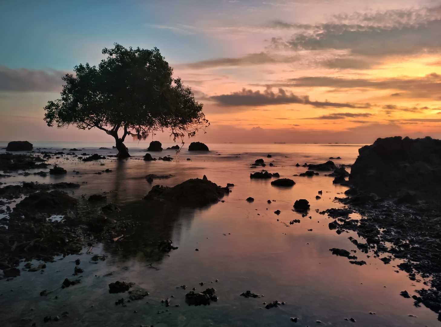 Pohon jomblo