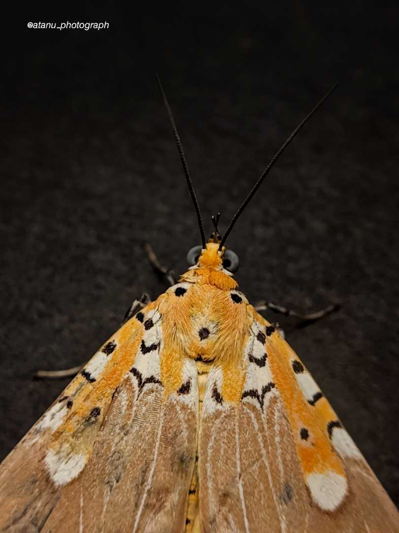 🦋