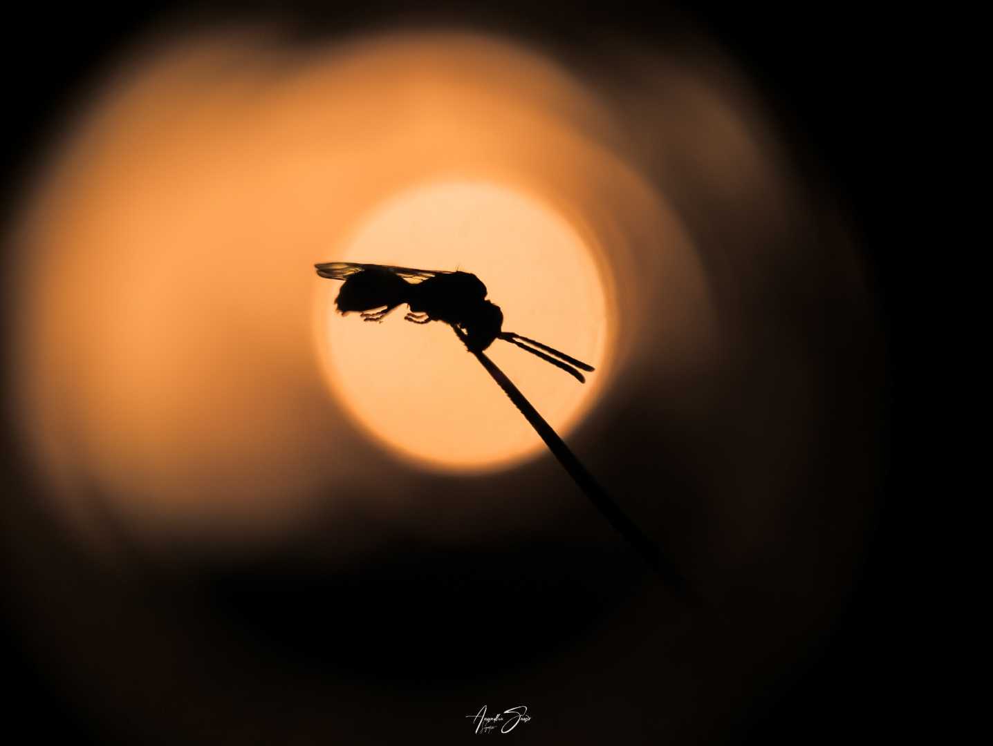 mobile macro photography 