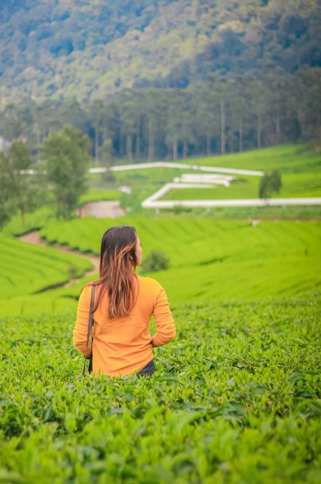 kebun teh pangalengan