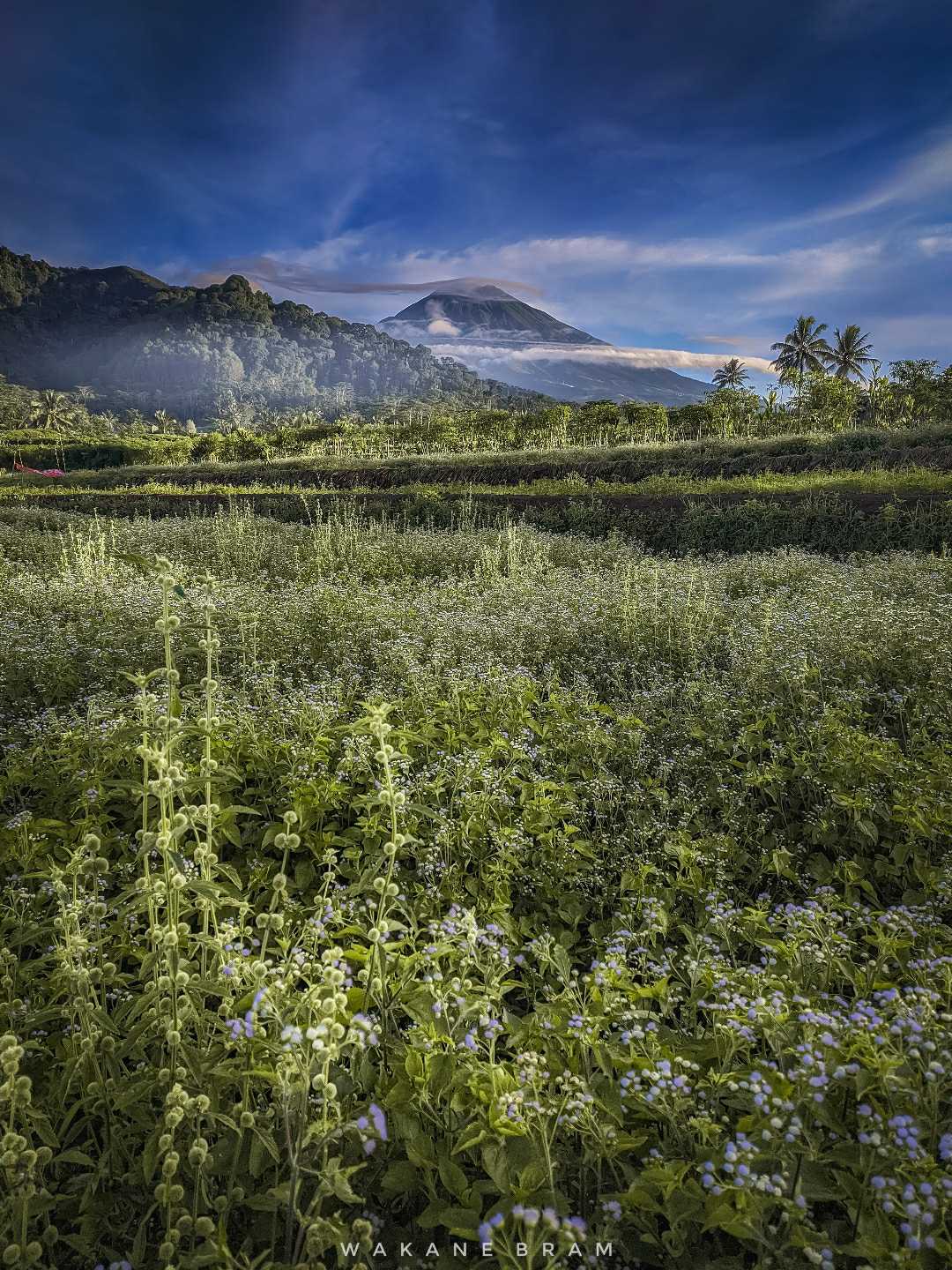 Pemandangan Pagi
