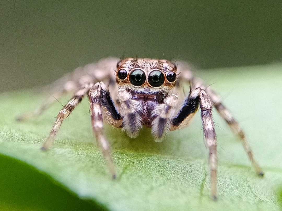 Pelegrina
