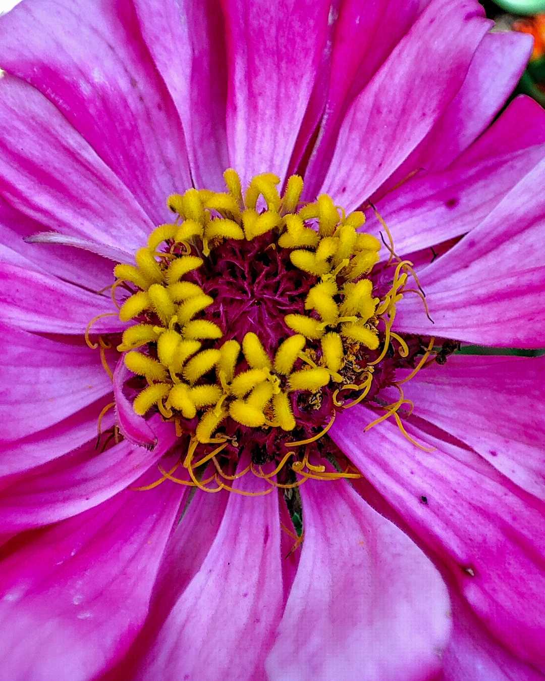 Macro