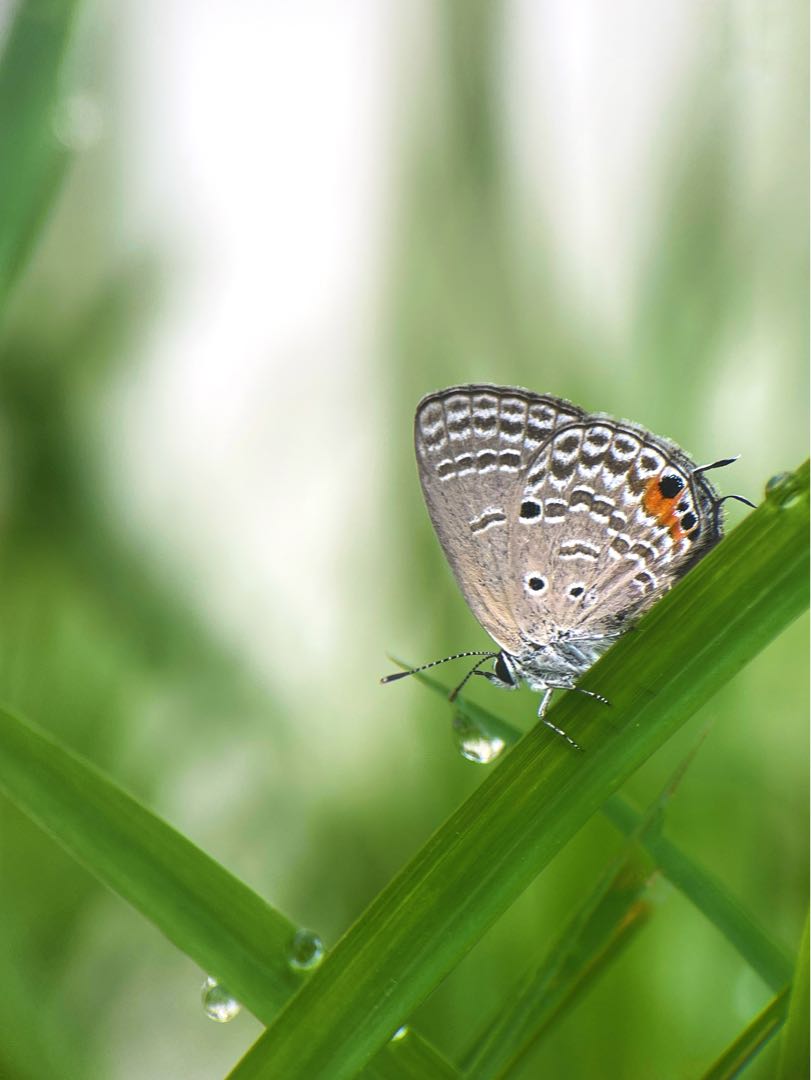 Luthrodes pandava