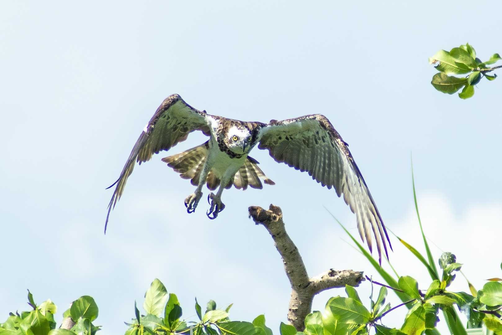 western osprey