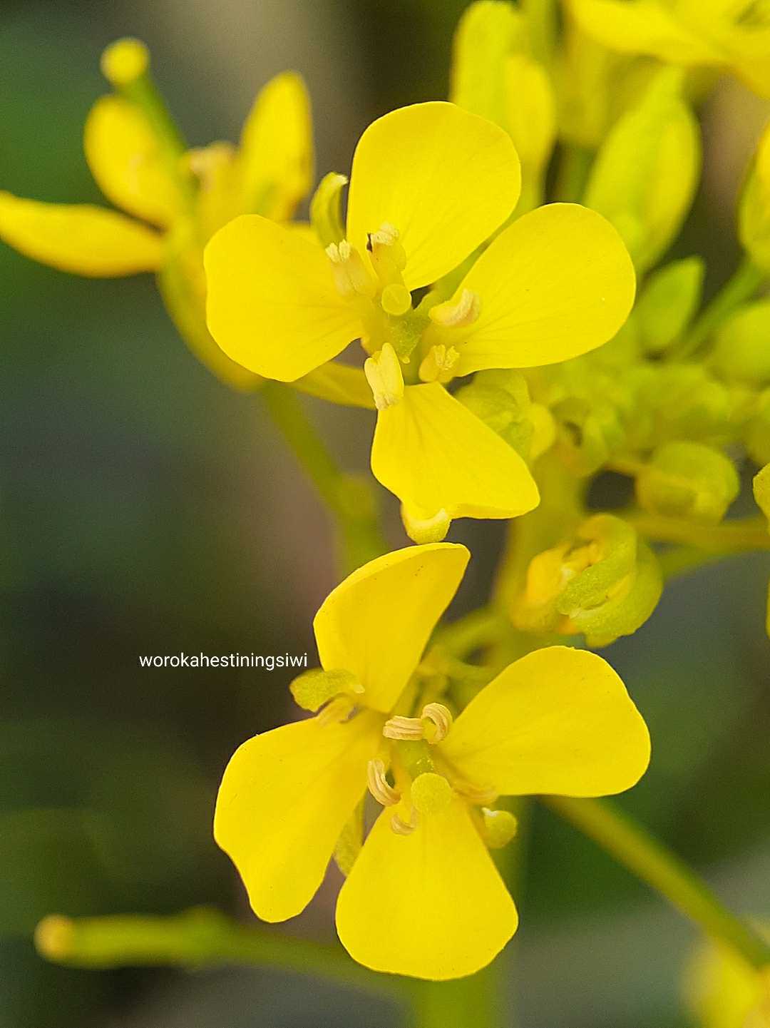 yellow flower