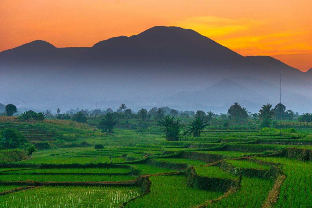 Morning atmosphere in foggy green rice fields