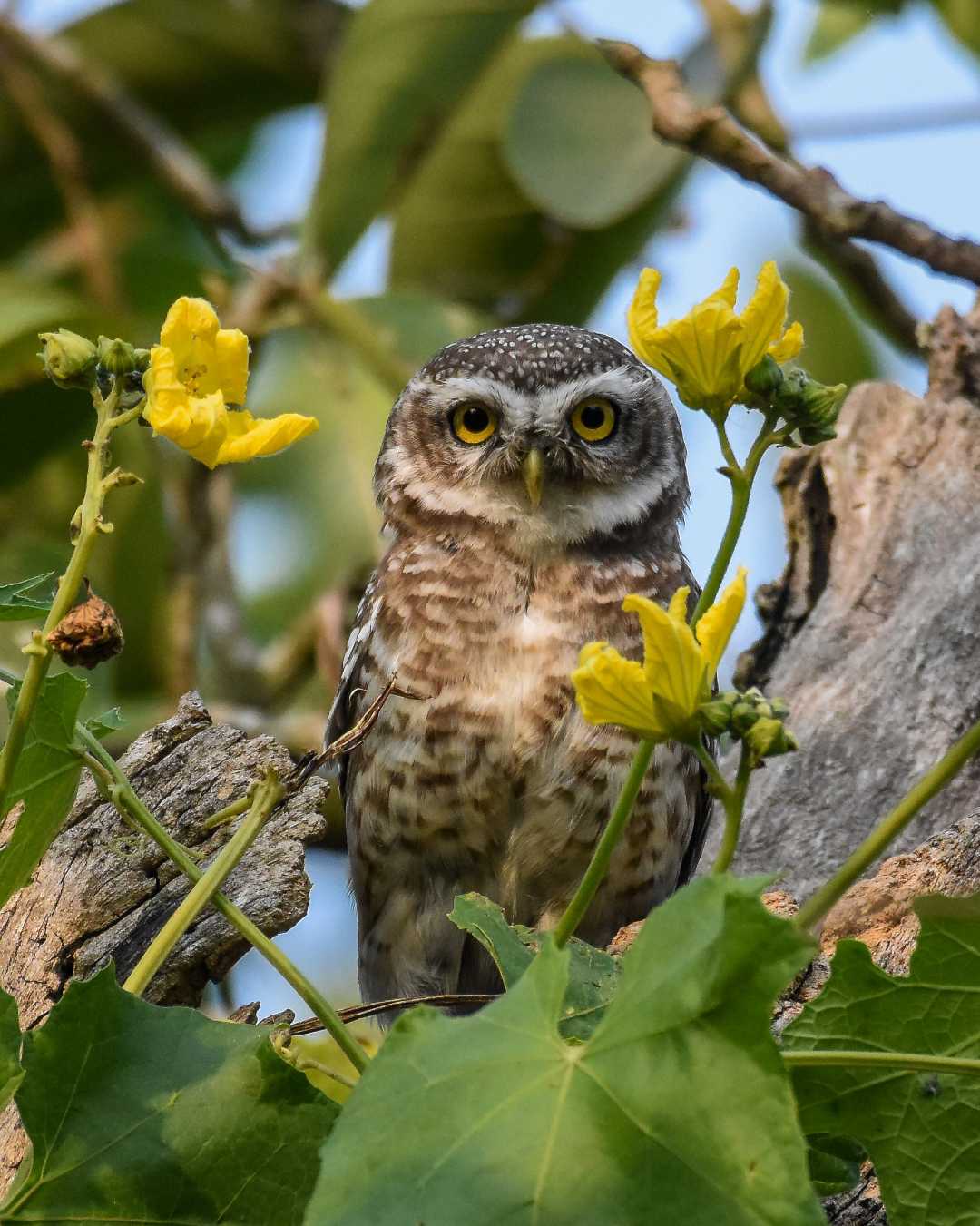 Spotted owlet. 