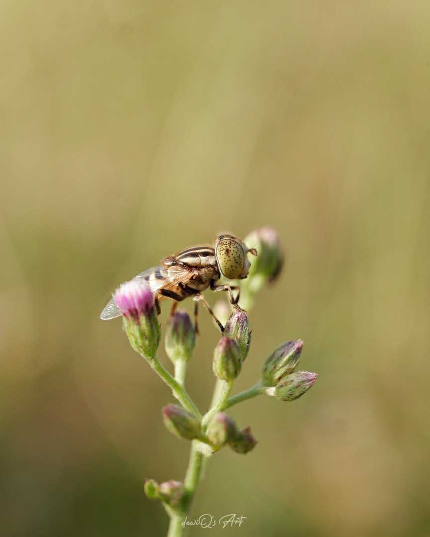 Hoverfly