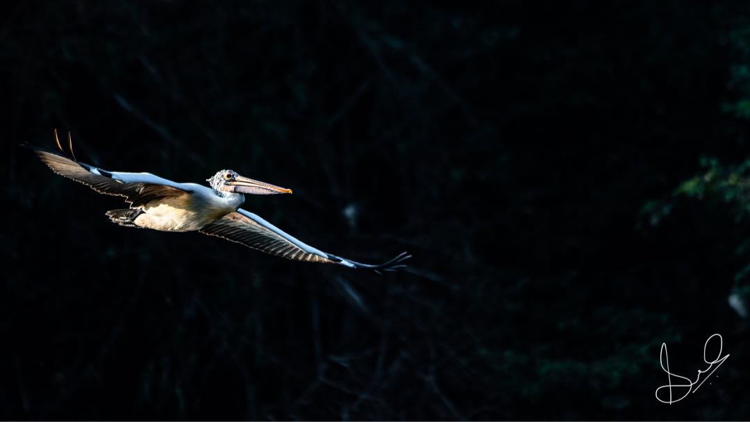 Pelican in flight! 