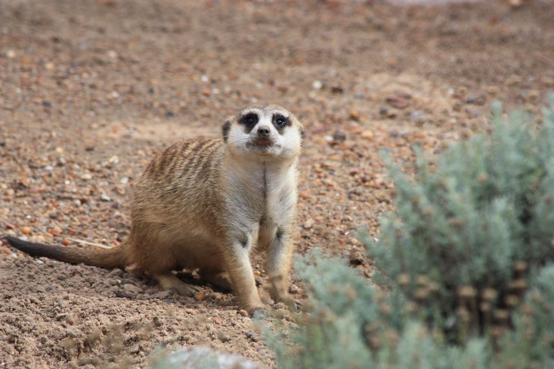 Suricatas / Meerkats