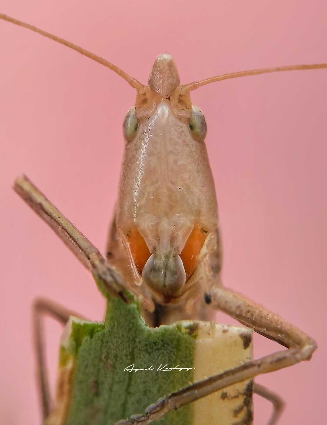 A grass hopper