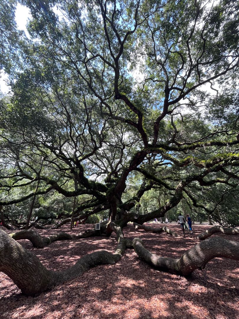 Angel Oak Tree