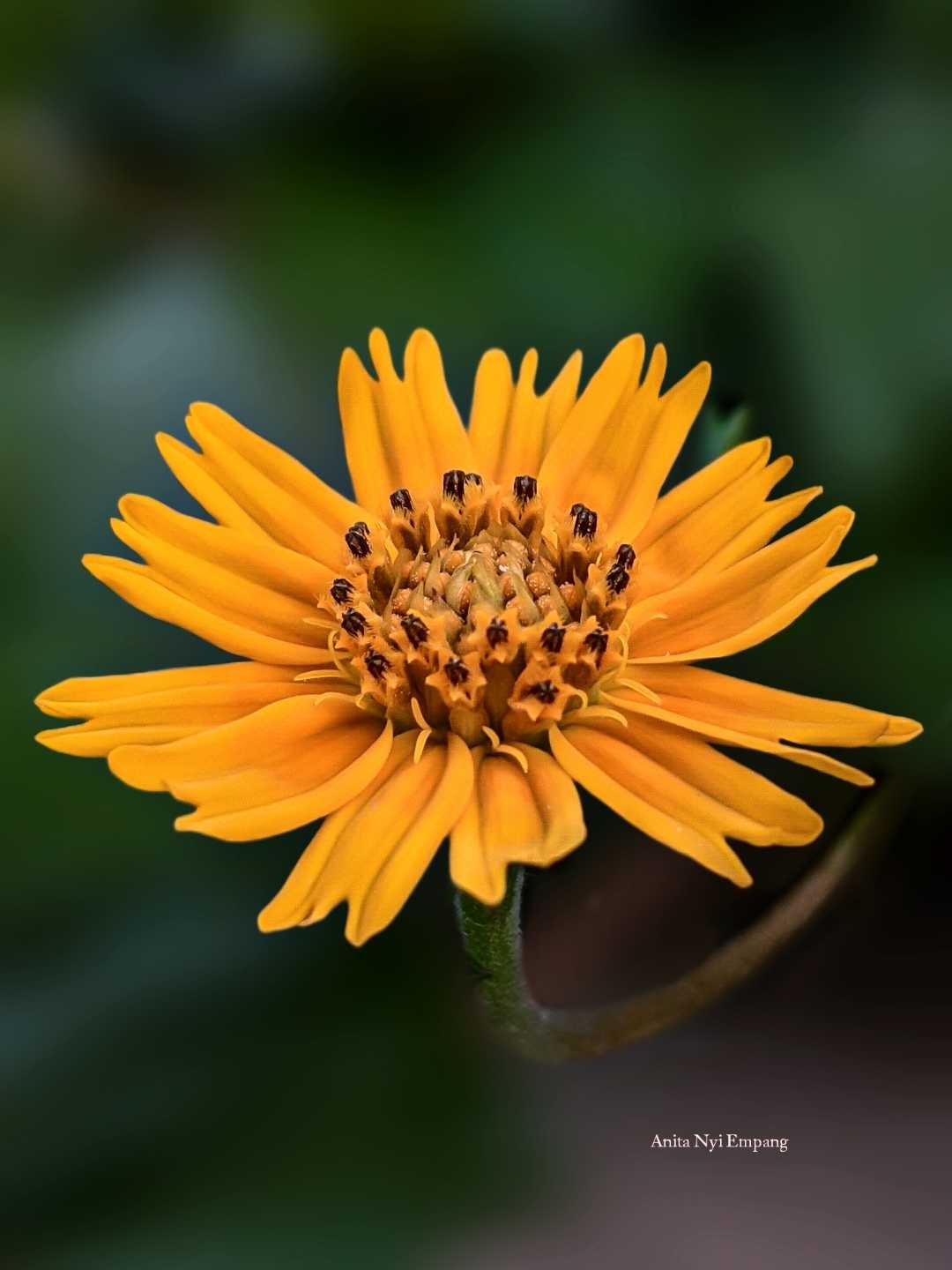 Bunga kuning Wedelia