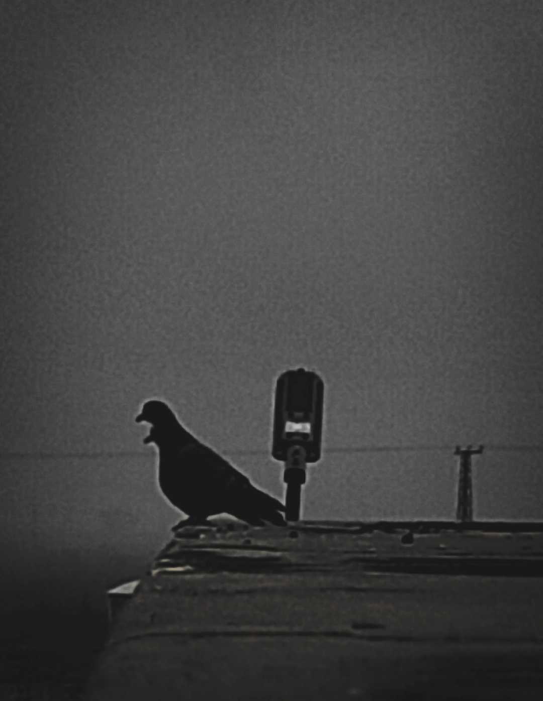 beautiful pigeon 🐦 pic in black and white