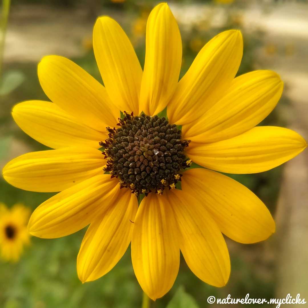 " Sunflower 🌻 in a Macro Portrait"