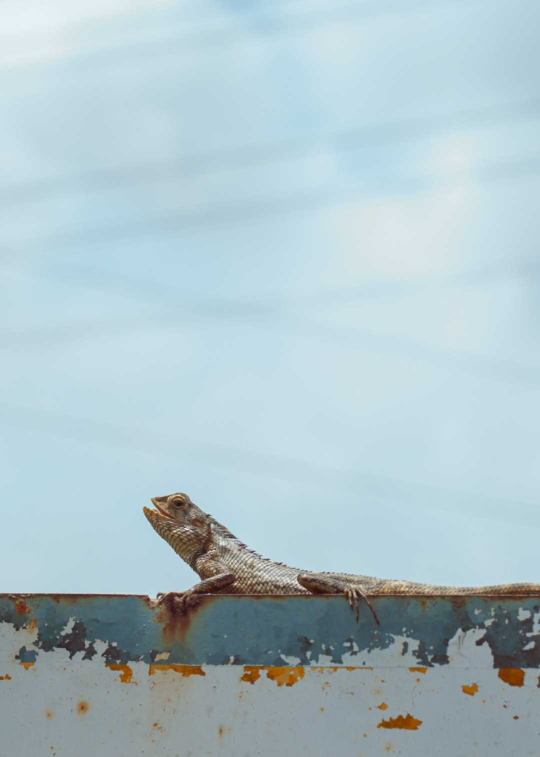 Close Up Shot of a Lizard 