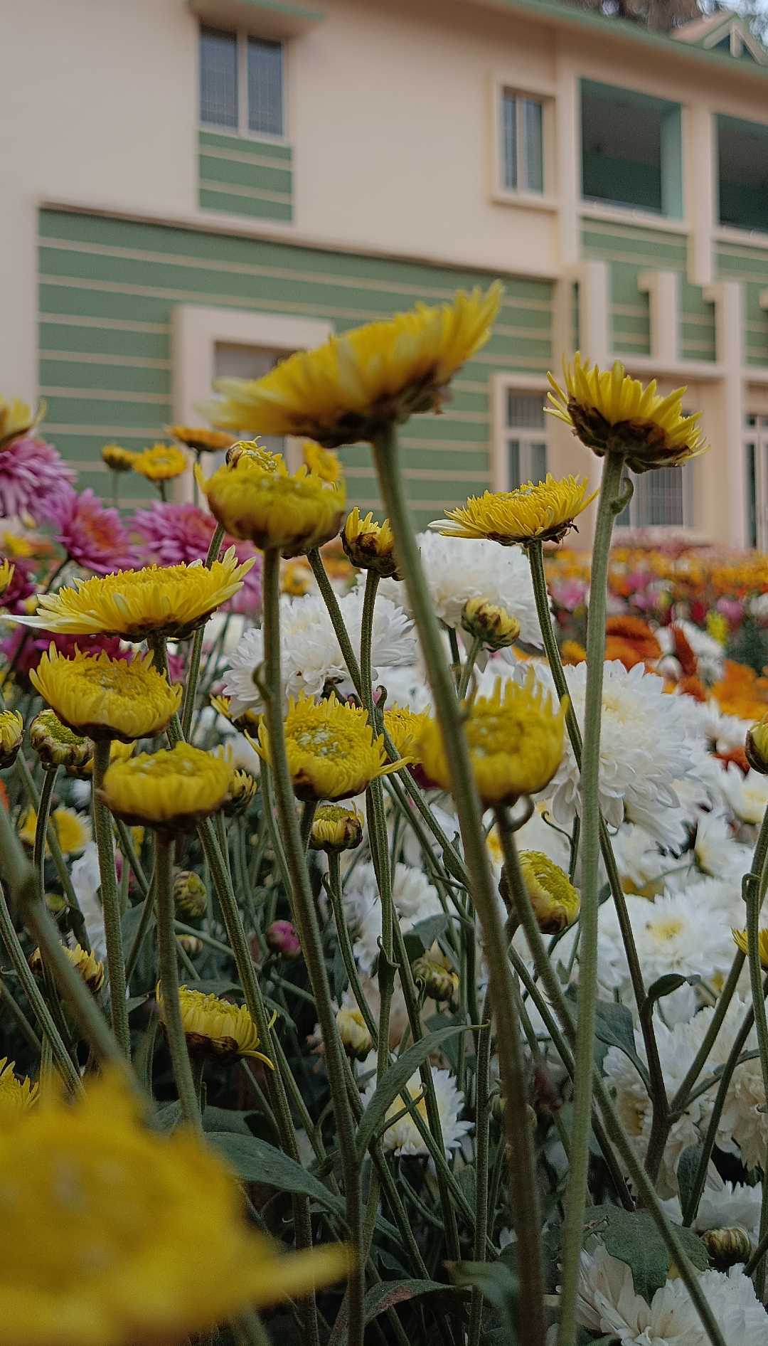 flowers🌸🌺🌻🌹🌷🌼💐