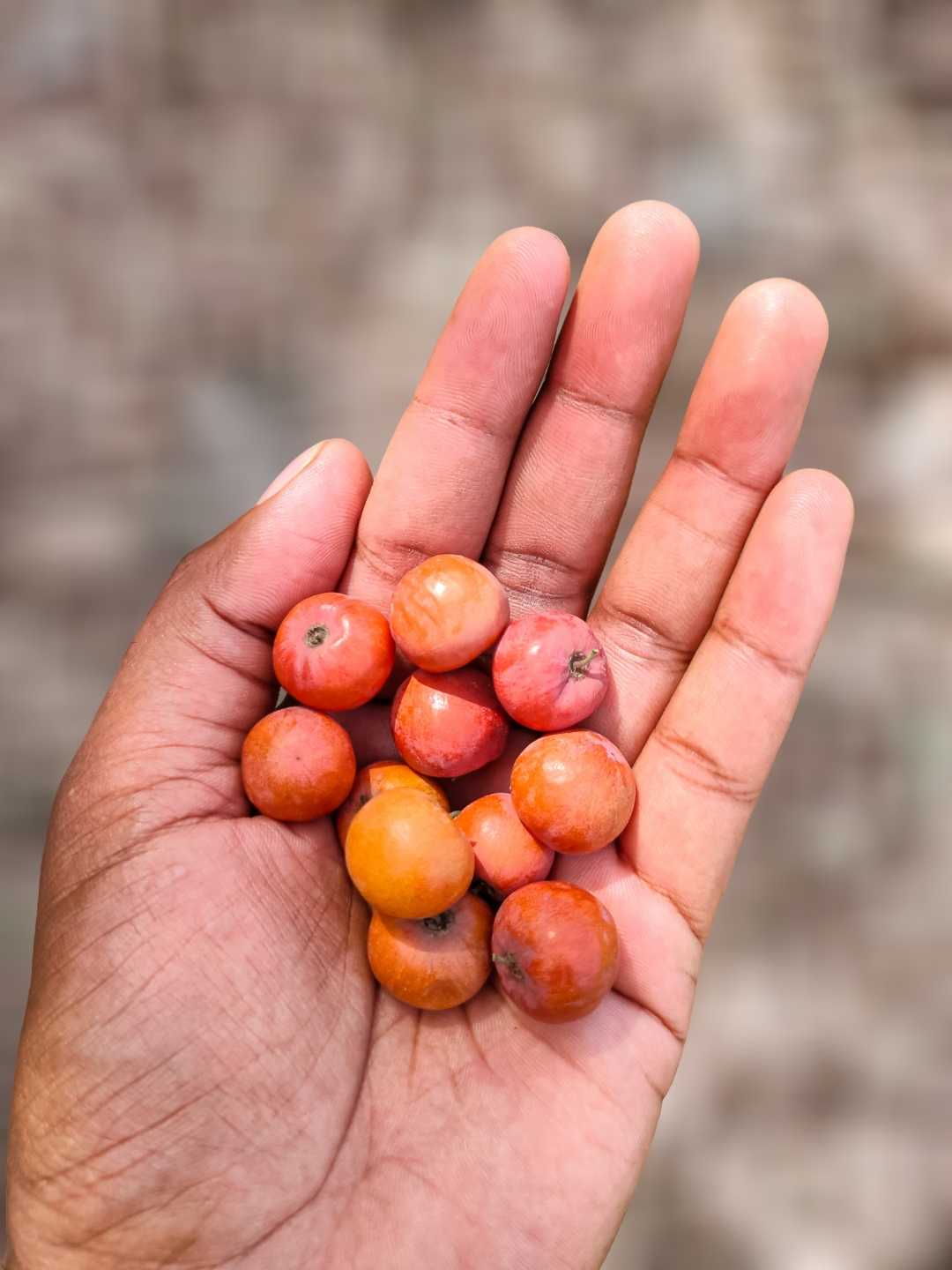 Ziziphus mauritiana🍒❤️
