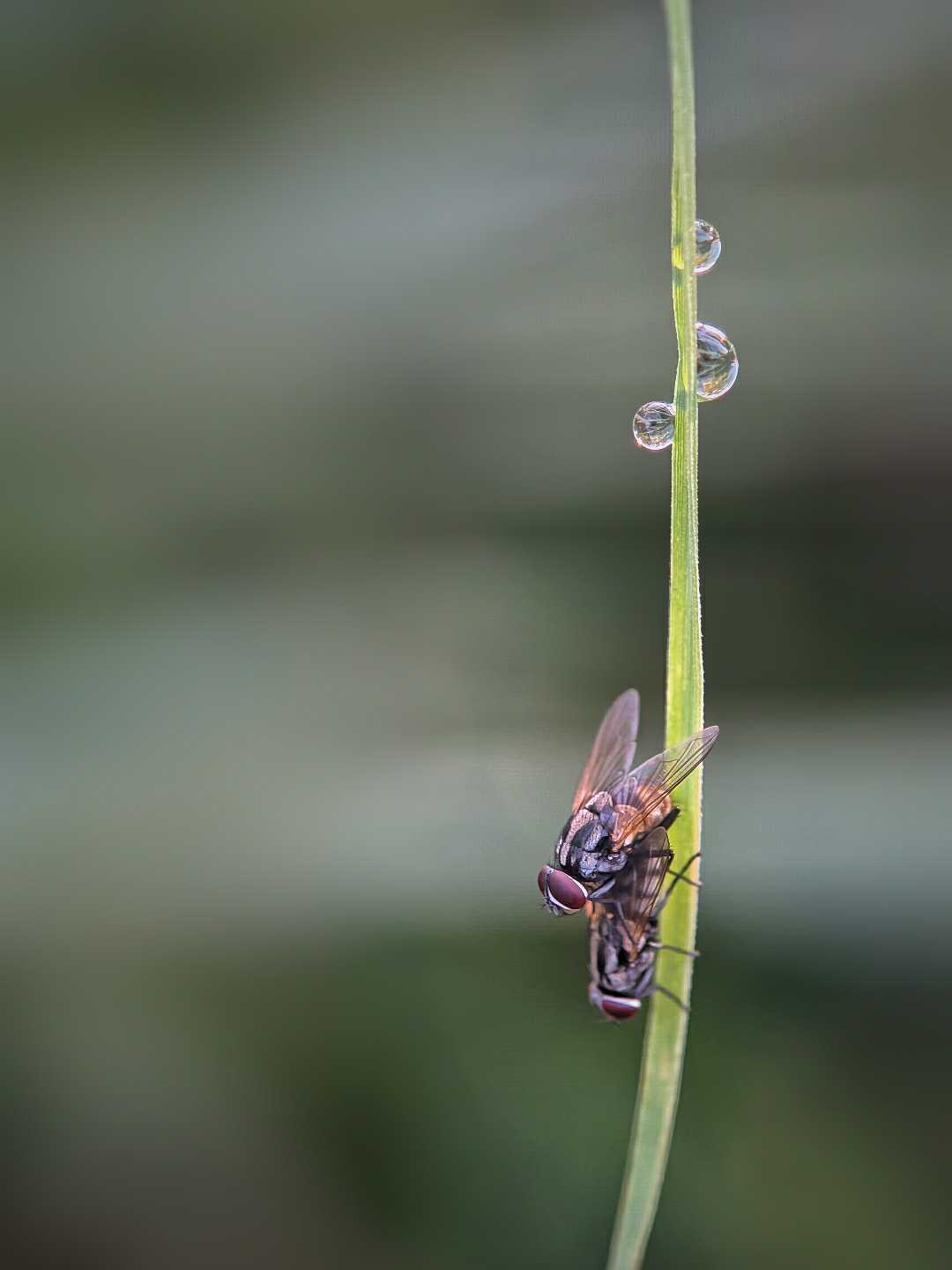 Mating insect