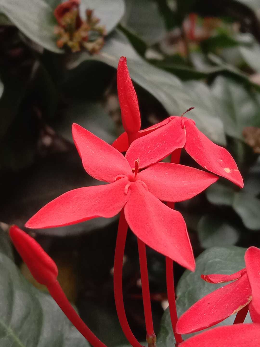 Bunga Asoka