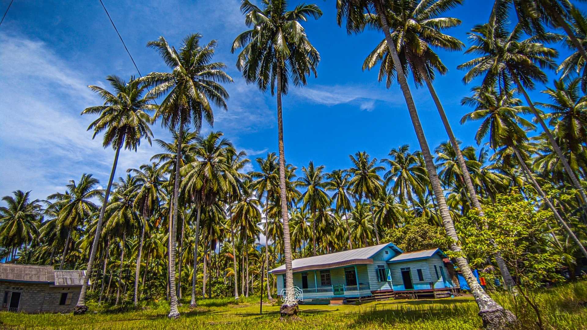 Kebun nyok